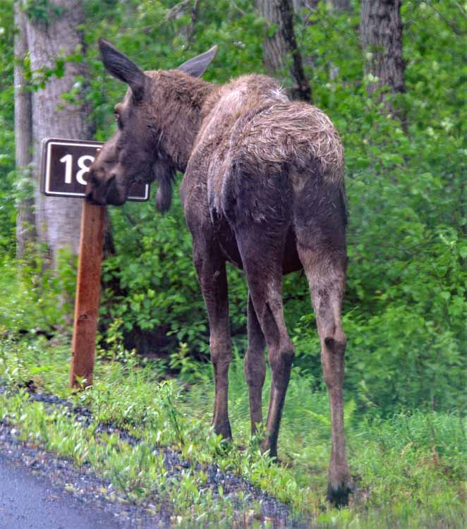 moose